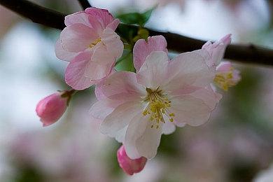 古尔曼预告苹果革命性突破 明年将发布自研基带芯片